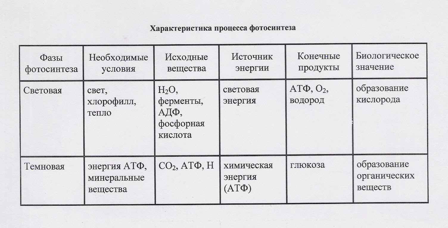 Темновая фаза таблица. Фазы фотосинтеза таблица. Фазы фотосинтеза таблица 9 класс биология. Таблица по фазам фотосинтеза. Таблица фазы фотосинтеза 10 класс.