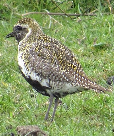 Golden Plover