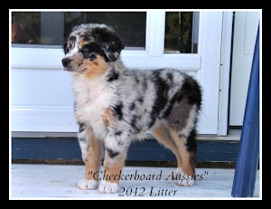 A Field Guide To Coloration of Australian Shepherds