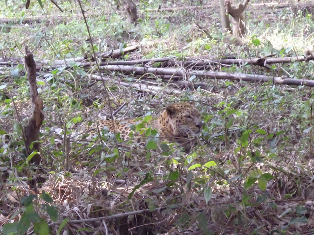 Leopard in South Khairbari Dooars