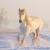 Lindo Cavalo Branco na Neve