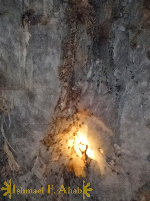 Bats inside Puerto Princesa Underground River
