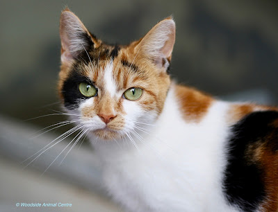 Parky © Woodside Animal Cente 2018 Parky © Woodside Animal Cente 2018