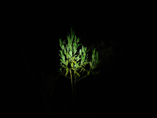 A plant visible in the darkness