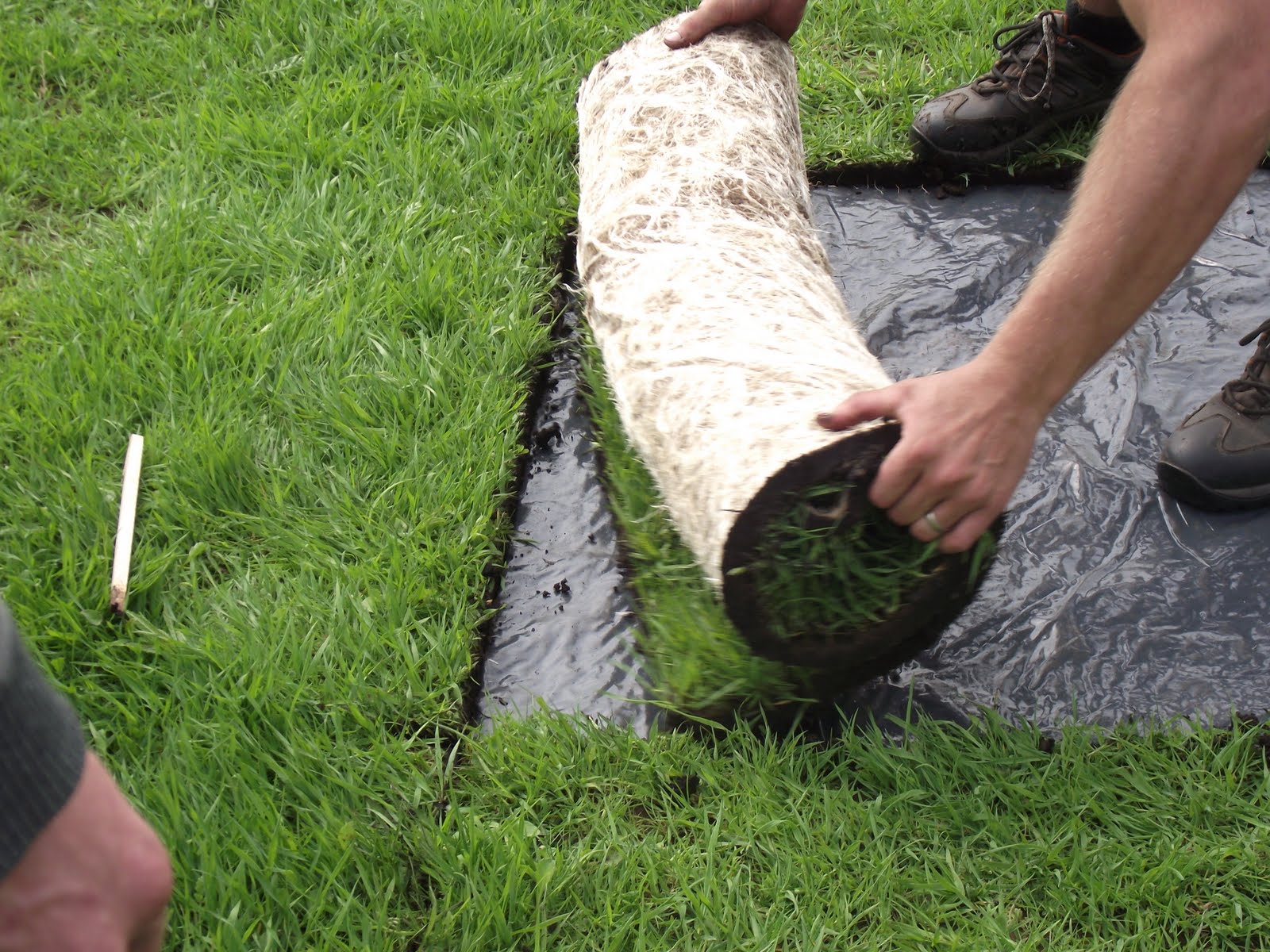 Meadowmat bringing back our wild flowers MeadowMat wild flower