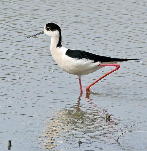 Blackwinged stilt photos Birds of India Bird World