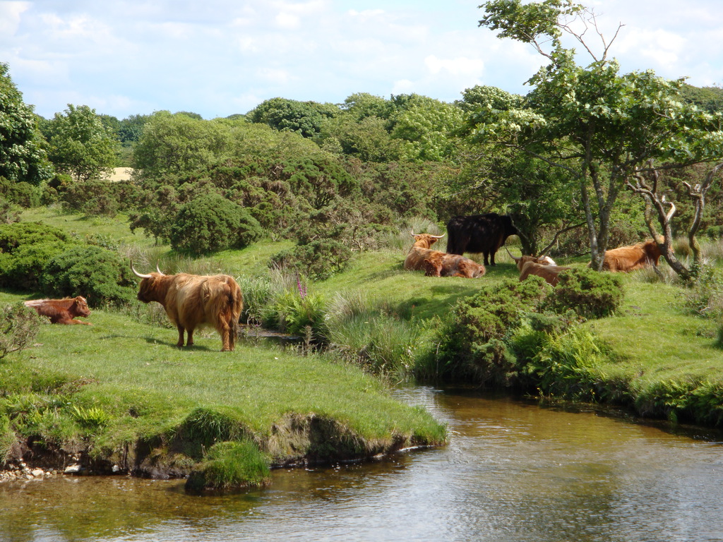 Background Collections: cattle