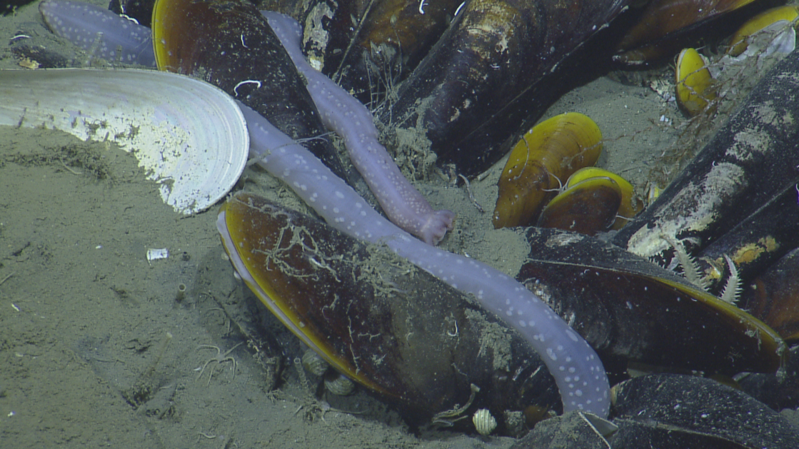 Exploring Kick'em Jenny Volcano