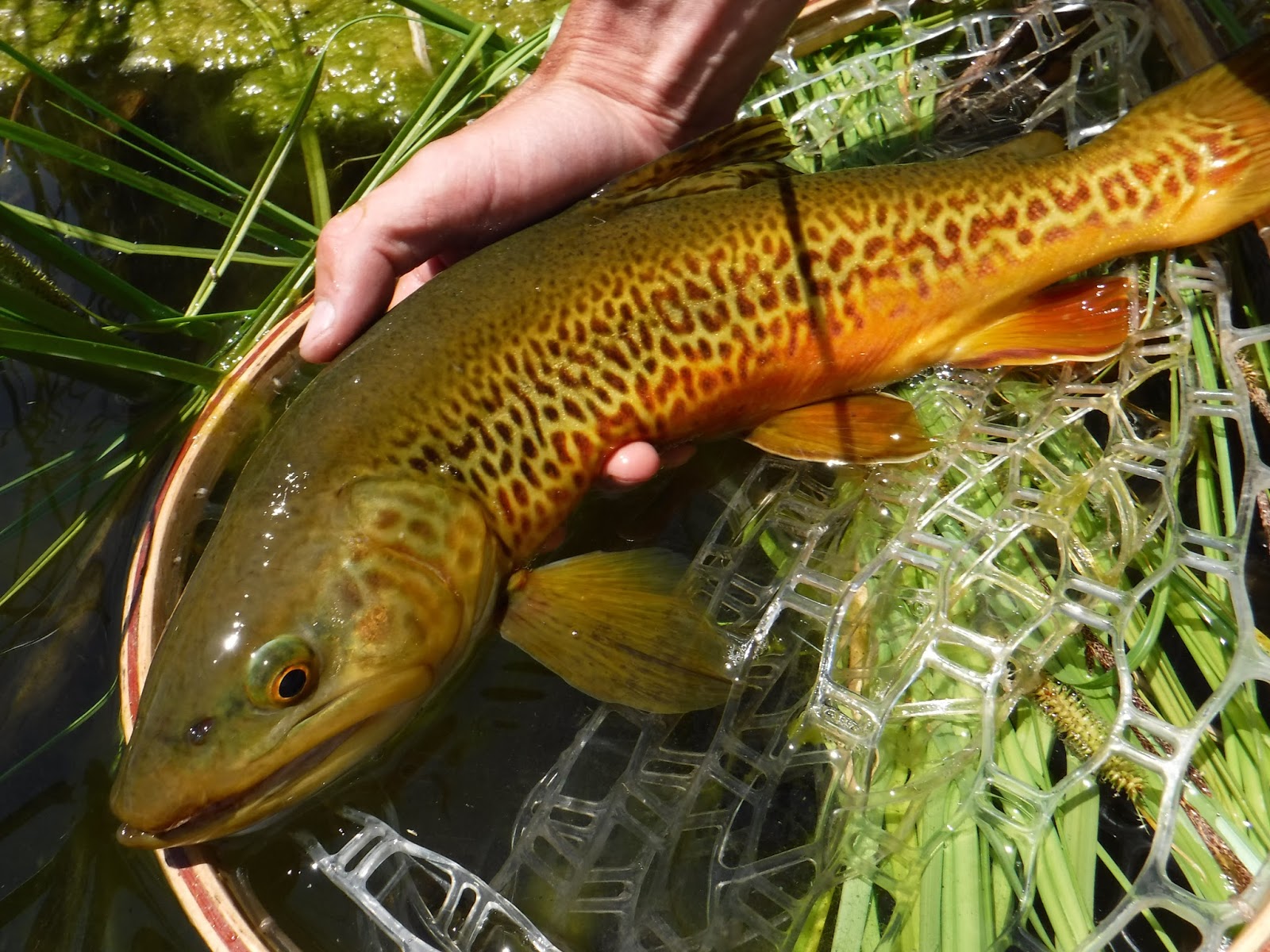 Southern Utah Fly Fishing ,Quiet Fly Fisher Guide Service & Fly Shop