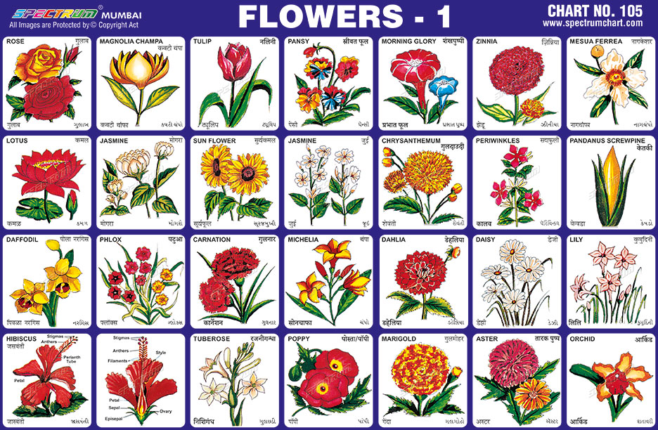 Spectrum Educational Charts: Chart 105 – Flowers 1