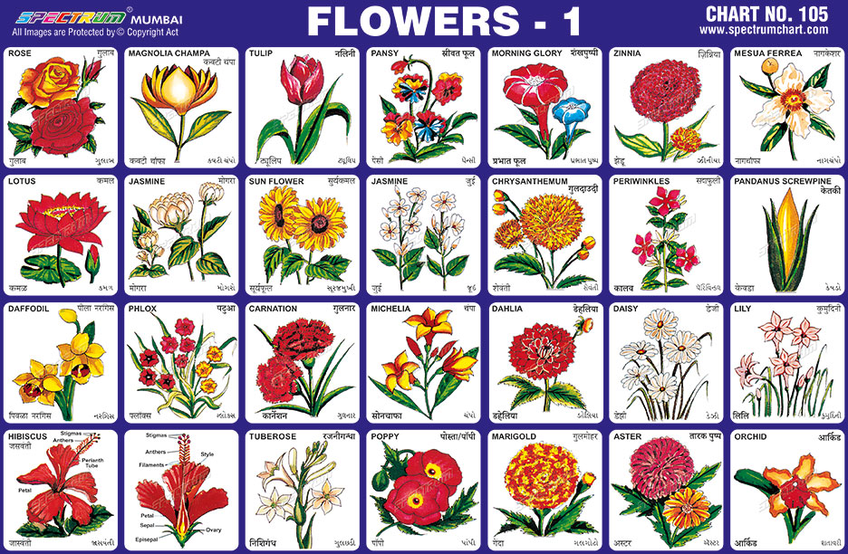 Flower Chart With Names And Pictures