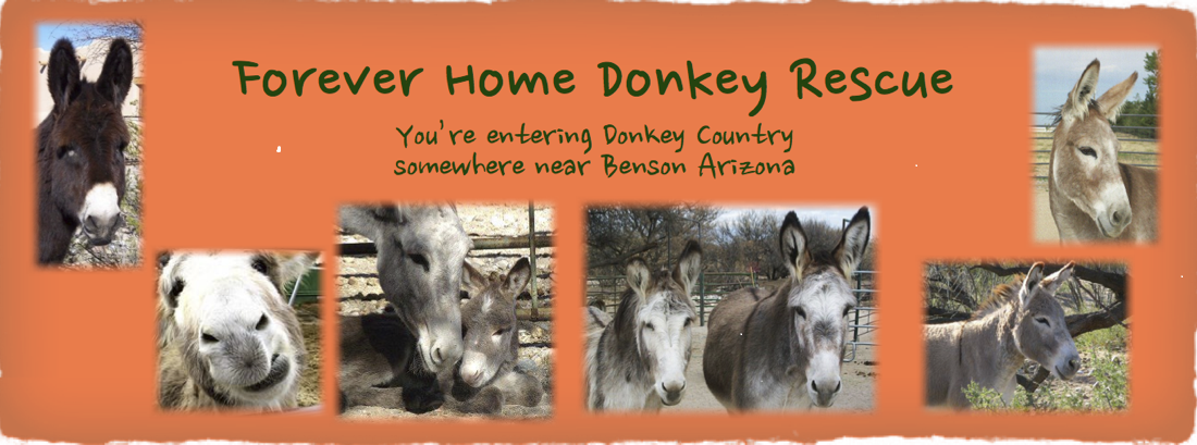 Forever Home Donkey Rescue