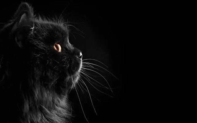 Zwarte achtergrond met een zwarte kat