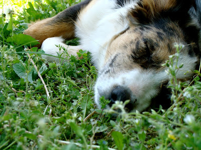 australian shepherd puppy dog taking a nap at the farm during lunch time