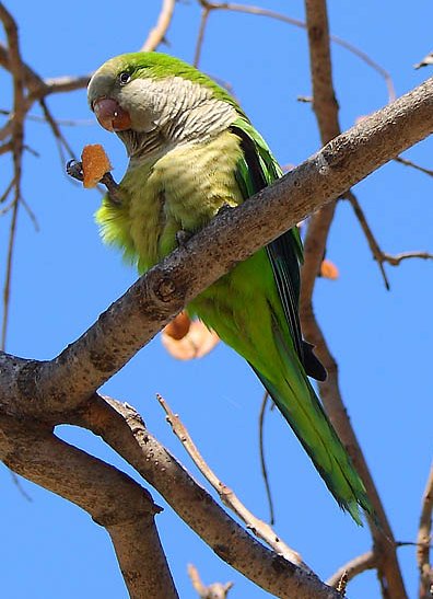Green parakeet (Aratinga holochlora) eating a piece of bread