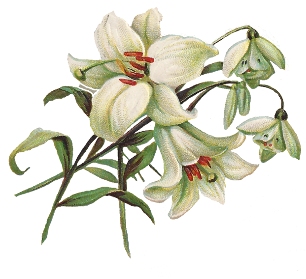 free clipart easter lilies - photo #13