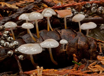 a group of tiny white Strobilurus trullisatus cone-dwelling mushrooms on a Douglas-fir cone.