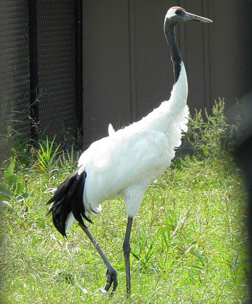 Indian birds - Black-necked crane - Grus nigricollis