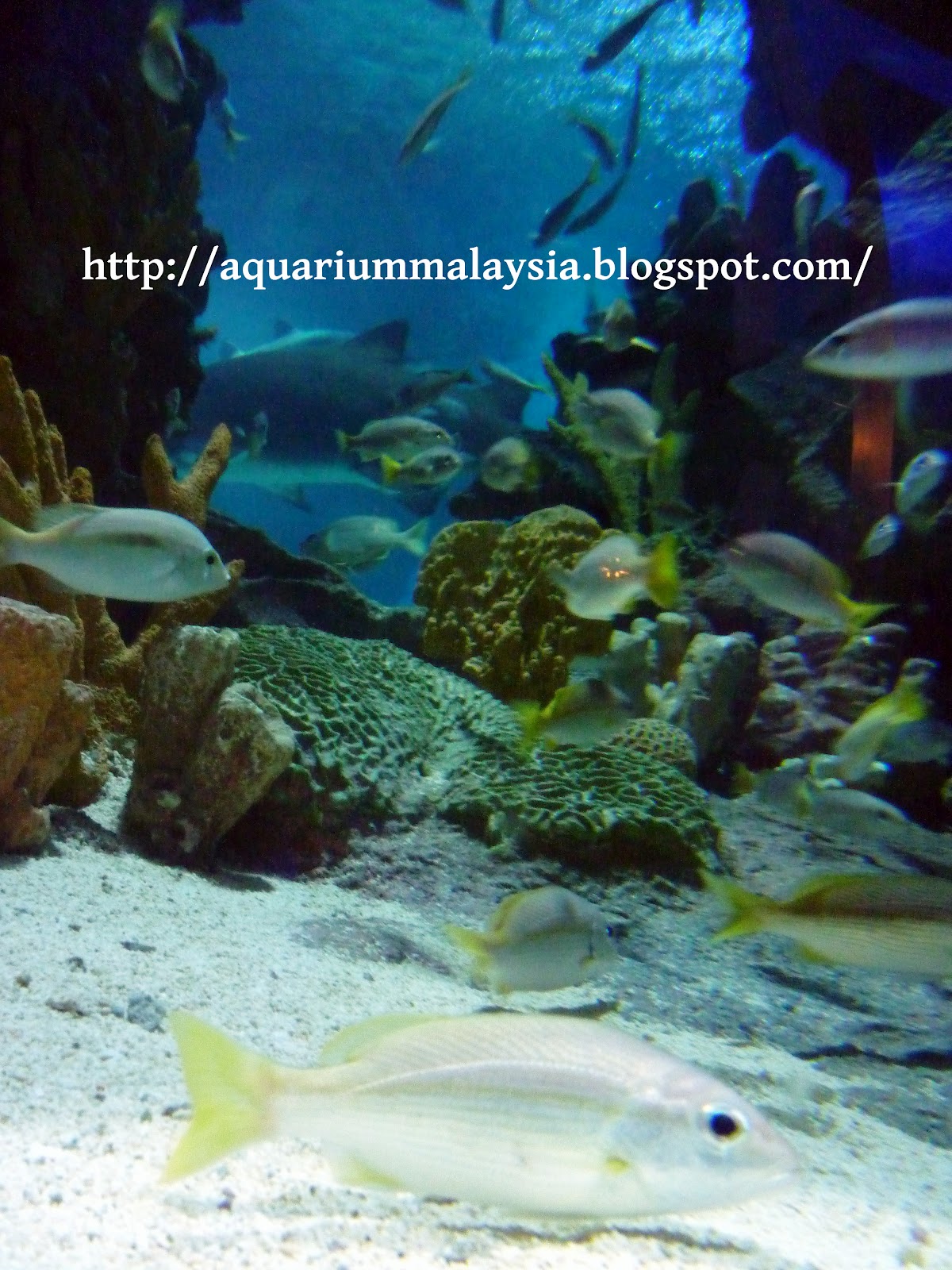 My aquarium journey in Malaysia Aquaria KLCC part 3