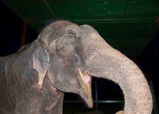 Un elefante llora al ser rescatado en la India. 