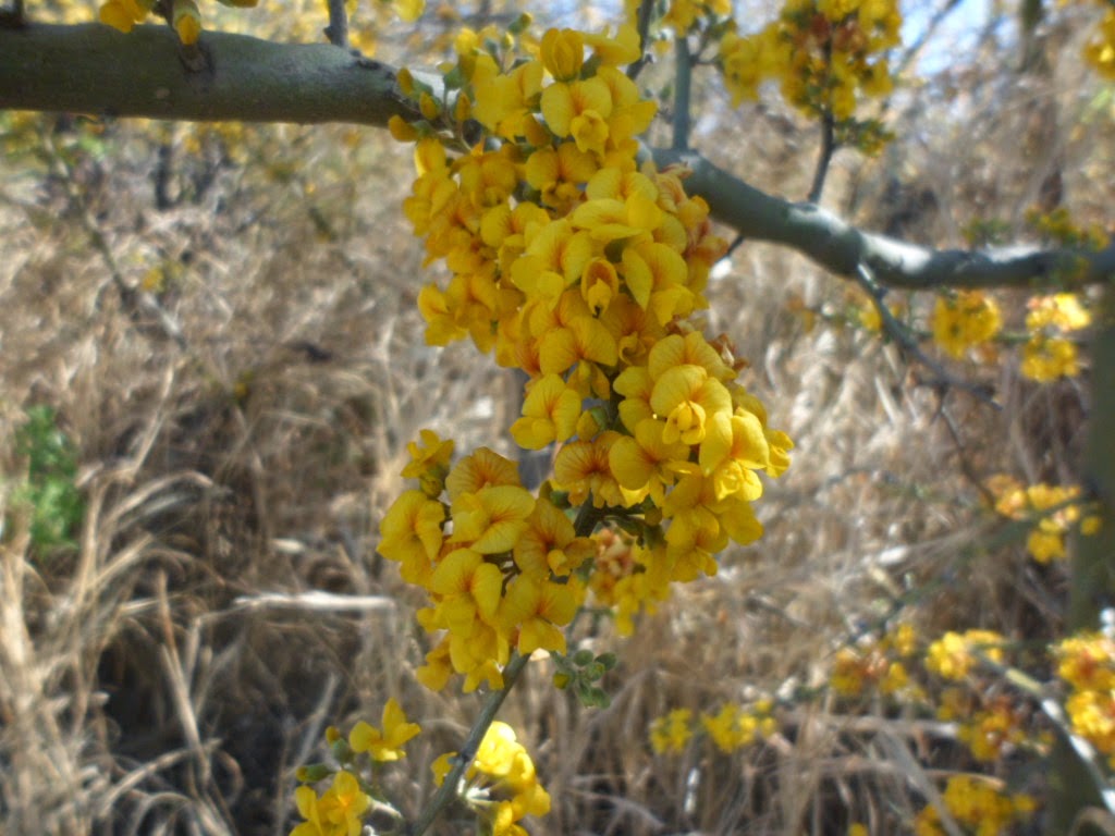Aromito en flor: Chañar, Geoffroea decorticans
