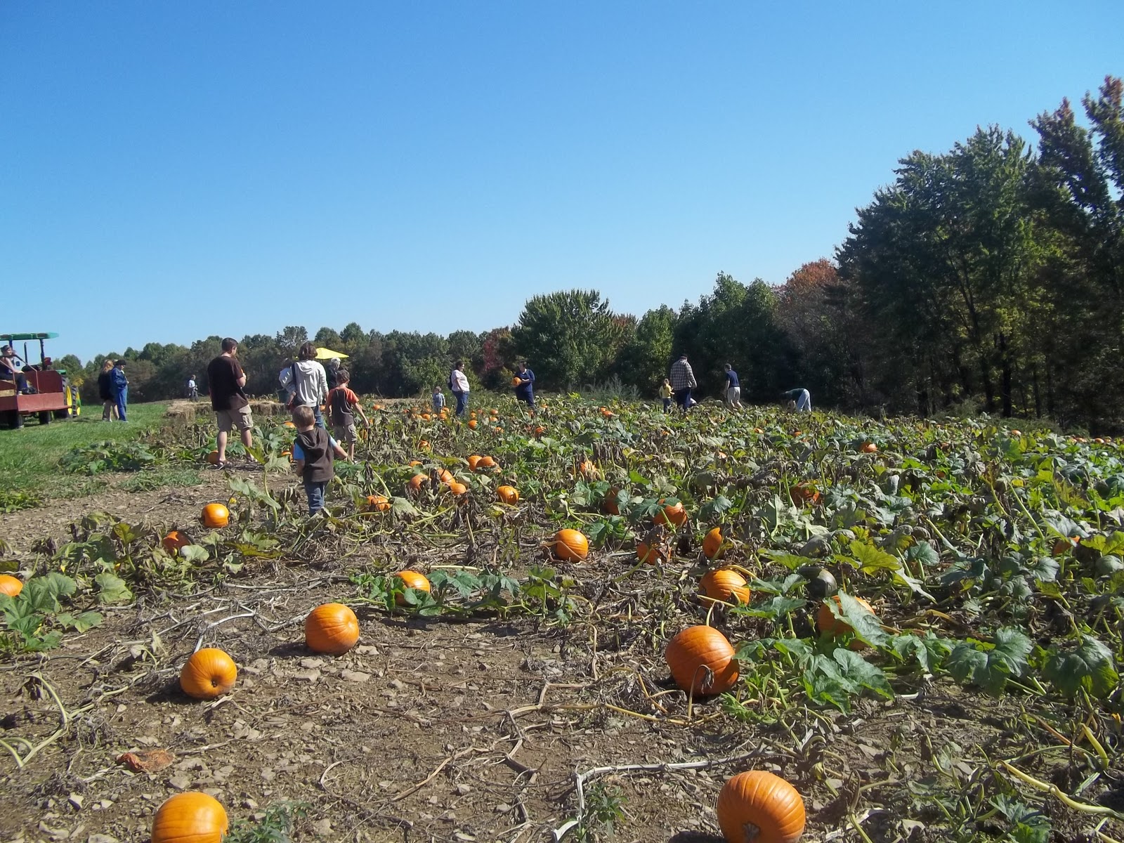 Indiana County Tourist Bureau Reeger's Farm Pumpkin Festival