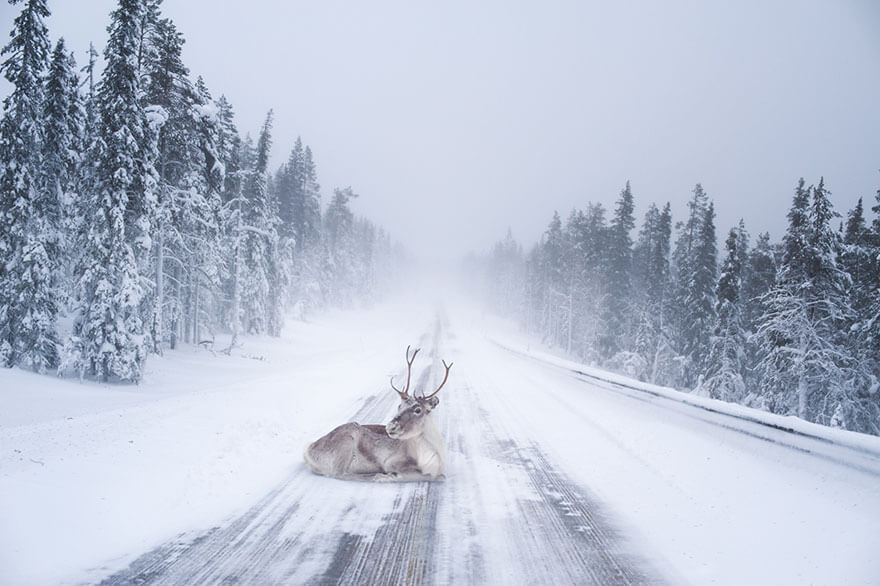 34 Reasons Why Lapland Is The Most Mythical Place To Celebrate Christmas 34 Reasons Why Lapland Is The Most Mythical Place To Celebrate Christmas