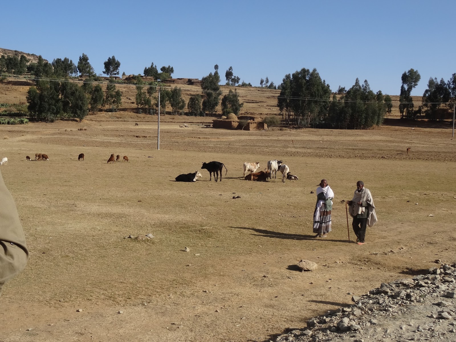 Developments in rural areas across the world Whose grazing land? the