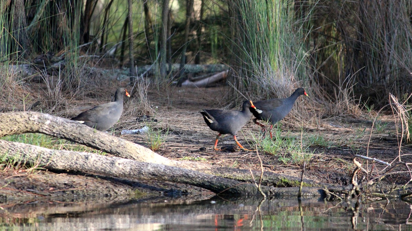 ROCK'S ADVENTURES CENTRAL COAST 'BIRDS OF AVOCA LAGOON' KAYAK 9