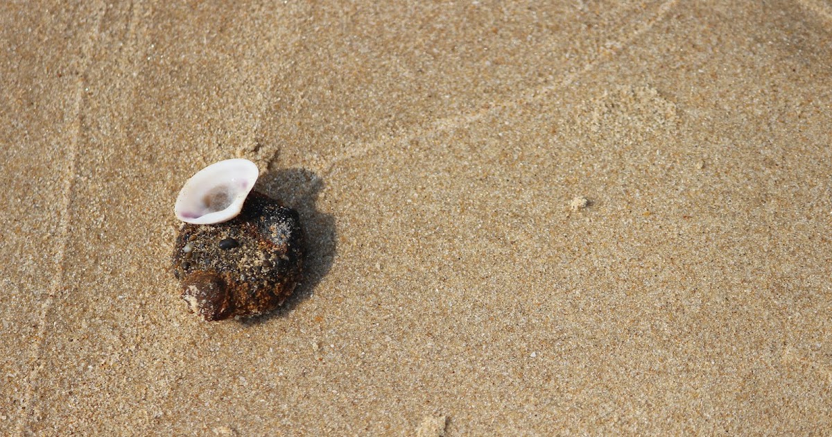 Seashells On The Beach