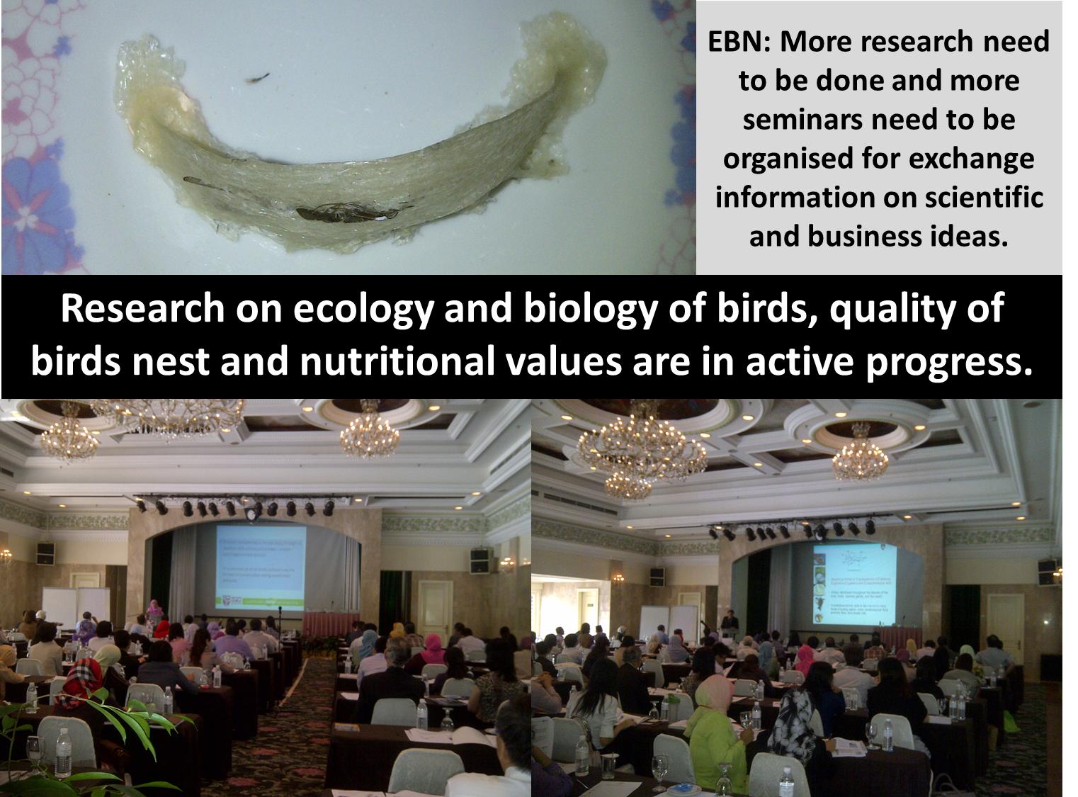 Dr Mat EBN (Edible Birds Nest) A multi billion industry, More money