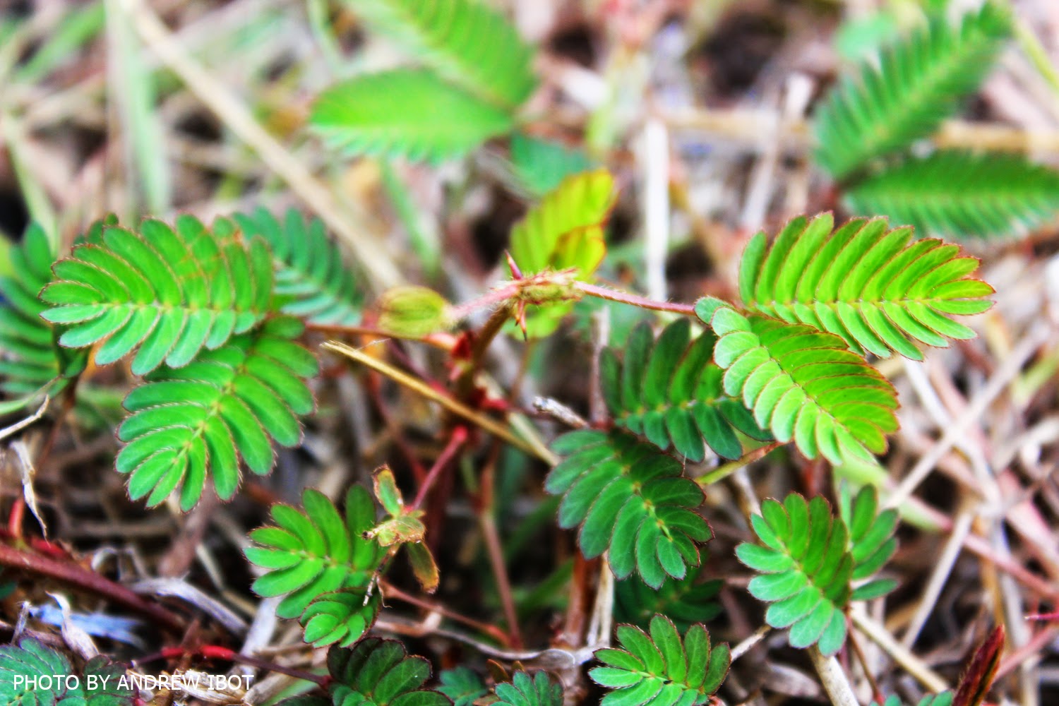 Ako si ANDREW IBOT! Makahiya (Mimosa pudica L)