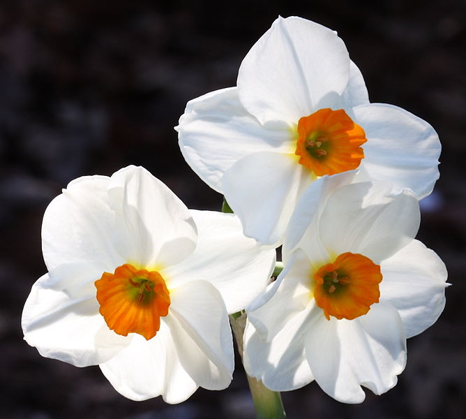 HOW TO PROPAGATE DAFFODILS AND NARCISSUS The Garden of Eaden