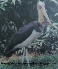 Burung Bangau Si Penerbang Berleher Panjang Info Baru