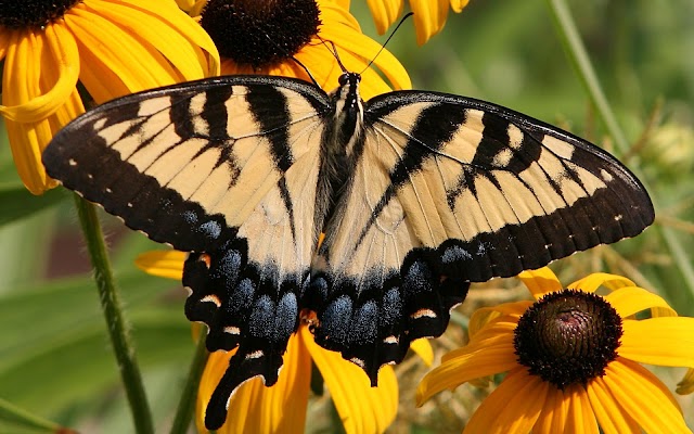 Picture of butterfly sitting on yellow flower