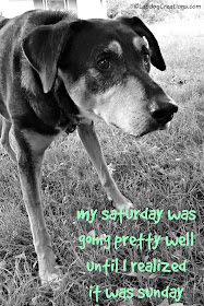 rescued senior hound mix dog in black and white