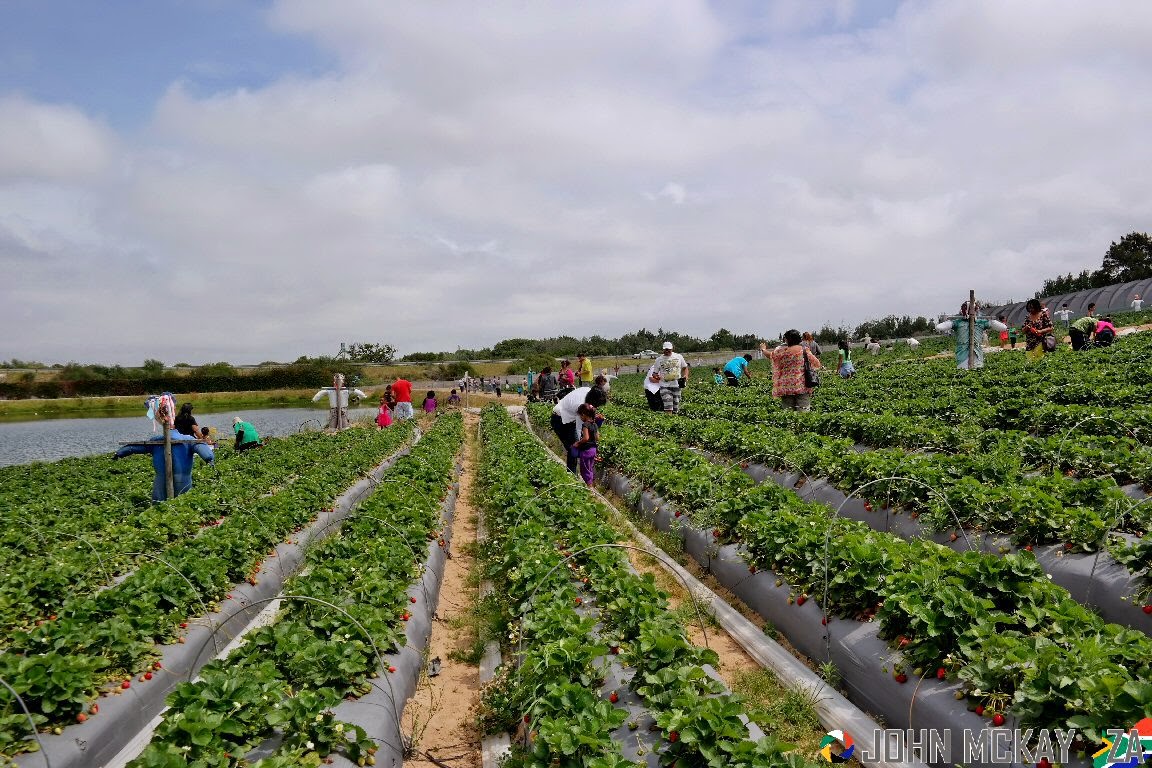 JohnMcKayZA Strawberry Picking