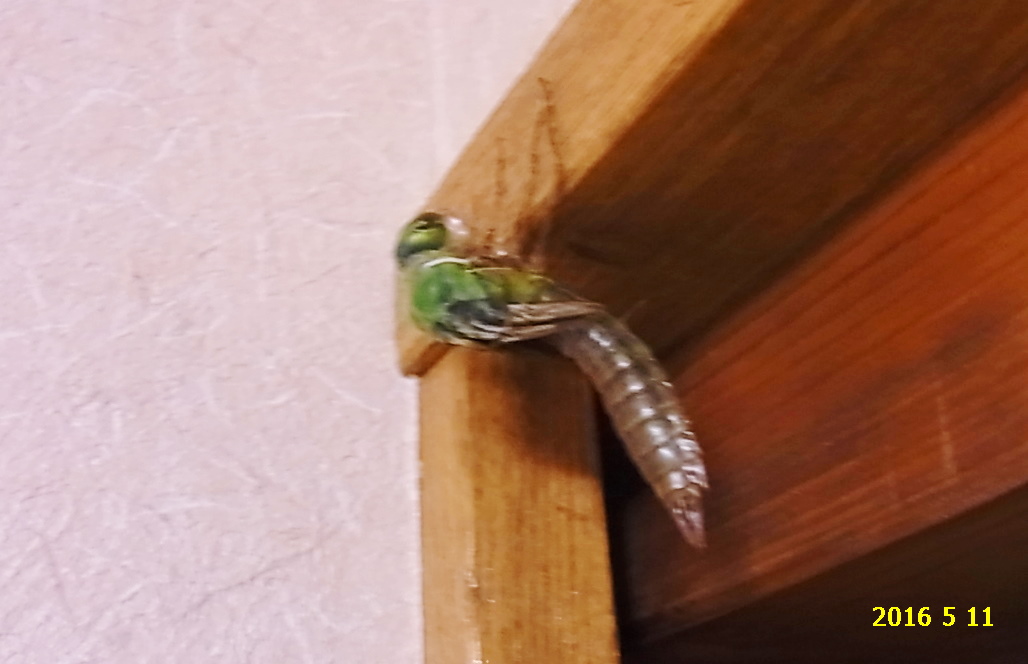 ヤゴから見えるトンボの不思議 倒垂型の羽化 クロスジギンヤンマとシオカラトンボ 前篇 クロスジギンヤンマの場合