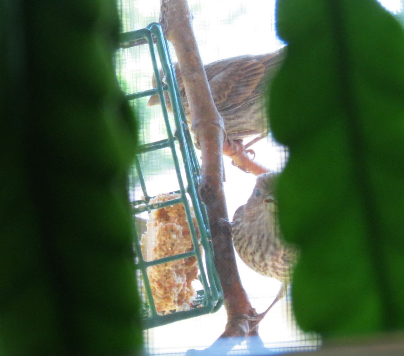 stormidae: Canada Day house finches
