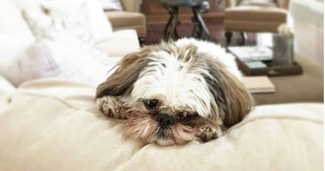 Pesquisa afirma que os SHIH TZU sofrem quando os donos se separam