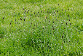 Meadow Foxtail, Alopecurus pratensis.  Near Leigh, 19 May 2012.