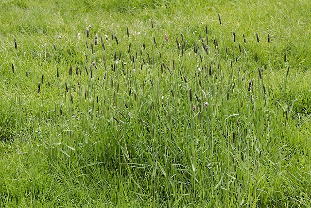 Meadow Foxtail, Alopecurus pratensis.  Near Leigh, 19 May 2012.