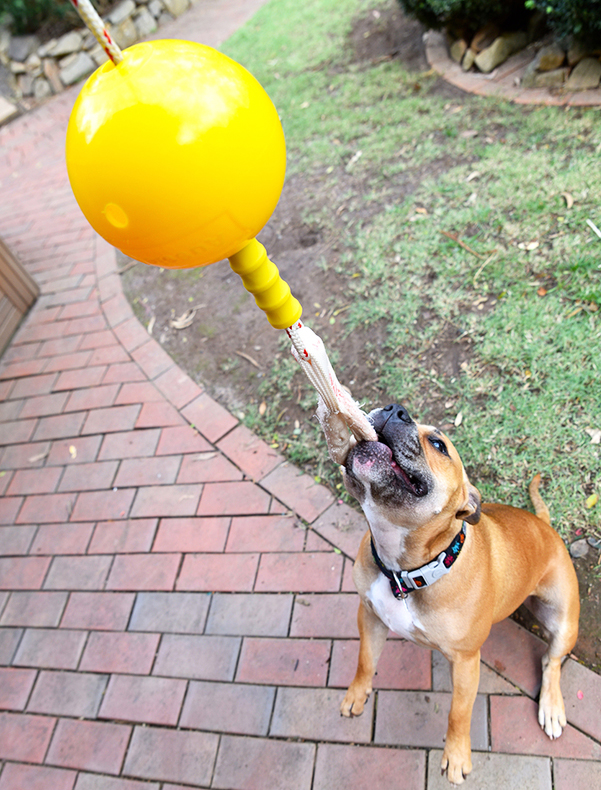 Best Christmas Gift Guide for Dogs Australian Dog Lover