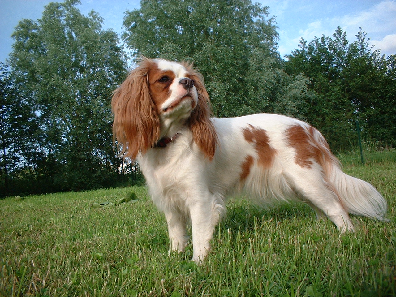 Cavalier King Charles Spaniel The Life of Animals