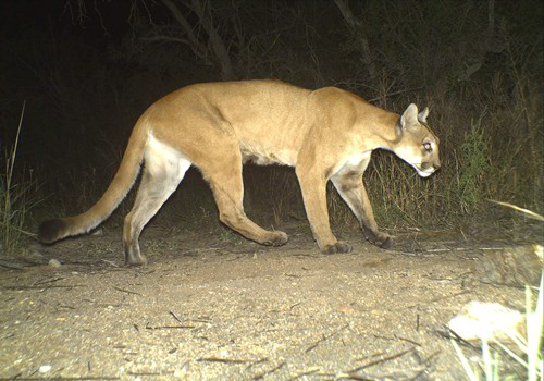 Bobcat or mountain lion not roaming Central NJ town, DEP says