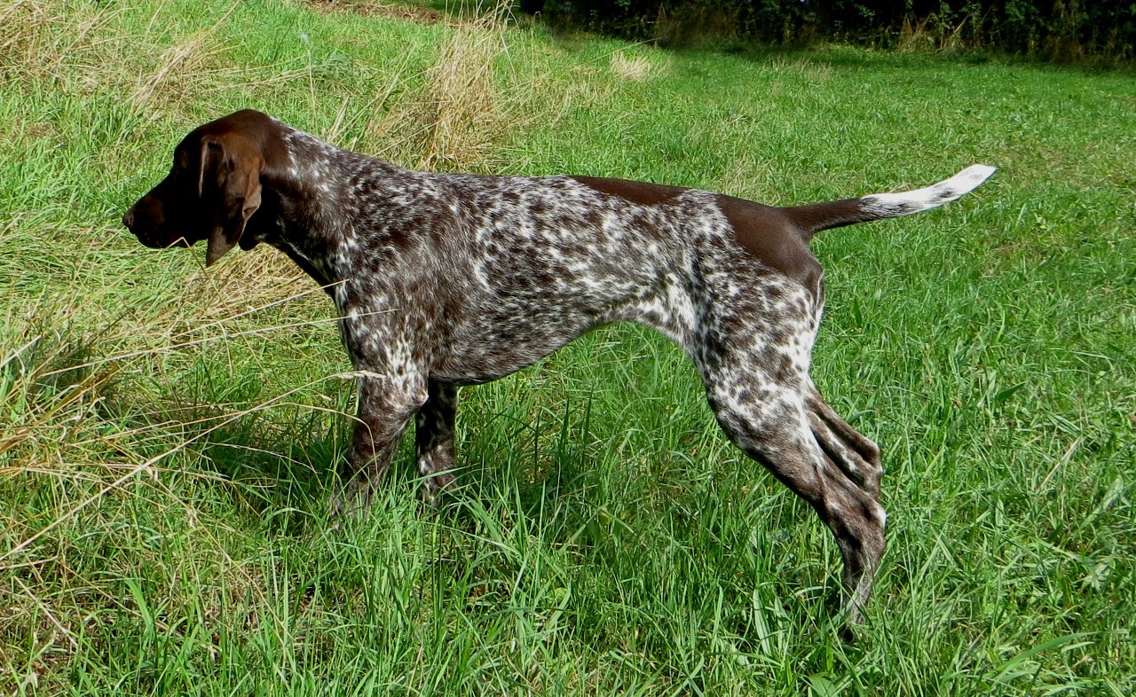 Erfahrungen mit dem Deutsch Kurzhaar in Jagd und Ausbildung Erste