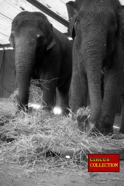 Les éléphants du cirque Pinder  installé sur de la paille fraiche dans la tente ecurie de la ménagerie 