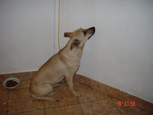 BLONDIE en adopcion responsable!