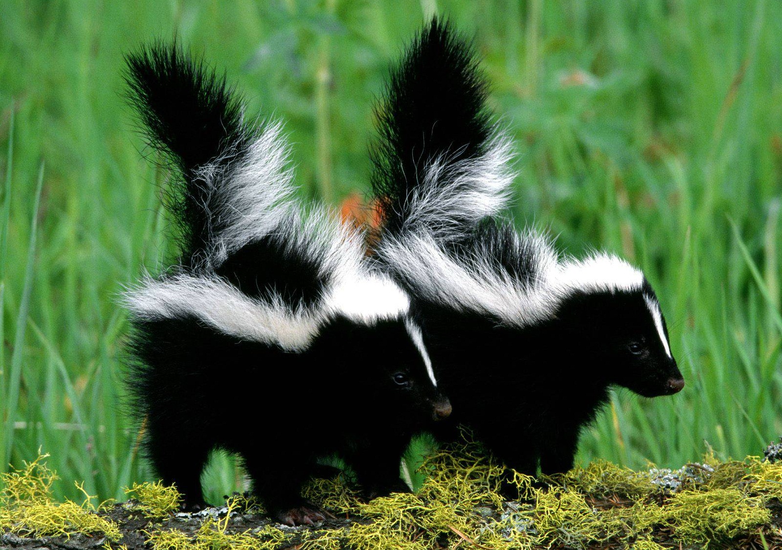 Skunk | The Biggest Animals Kingdom