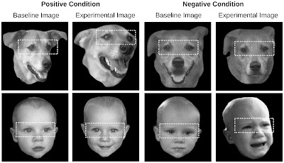 Photos of the faces of dogs and babies used in the experiment